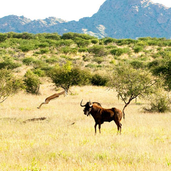 namibia-hunting-regulations
